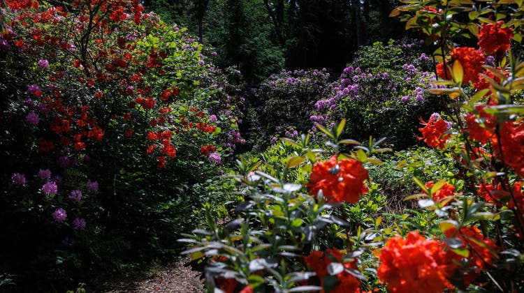 Im Wald in Leuzigen gibt es eine verwilderte Rhododendron-Plantage (Bild: Hanspeter Bärtschi)