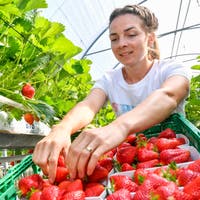 «So viele wie noch nie»: Trotz wechselhaftem Frühling sind die Thurgauer Erdbeeren reif – in Frauenfeld gar in Rekordmengen