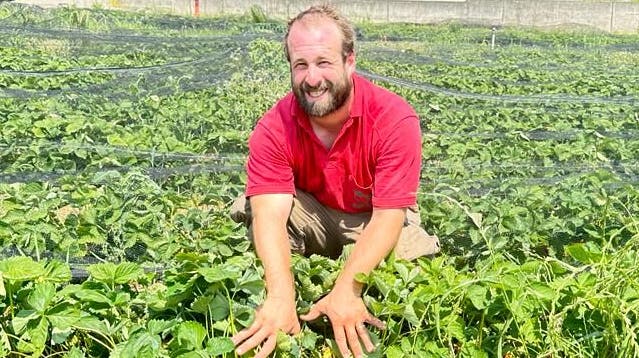 Der Erdbeerbauer Andreas Suter kann seine Überschüsse nicht verkaufen – für ihn zeigen die Grossverteiler zu wenig Flexibilität. (Bild: zvg)