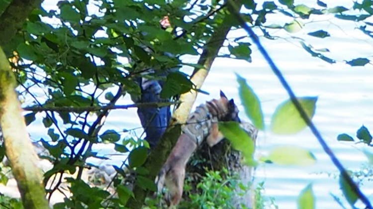 Ein Polizeihund sucht am Rheinufer kurz nach der Tat nach Spuren des Mörders des Schweizer Wildcampers. (Bild: Ralf Göhrig/Südkurier)