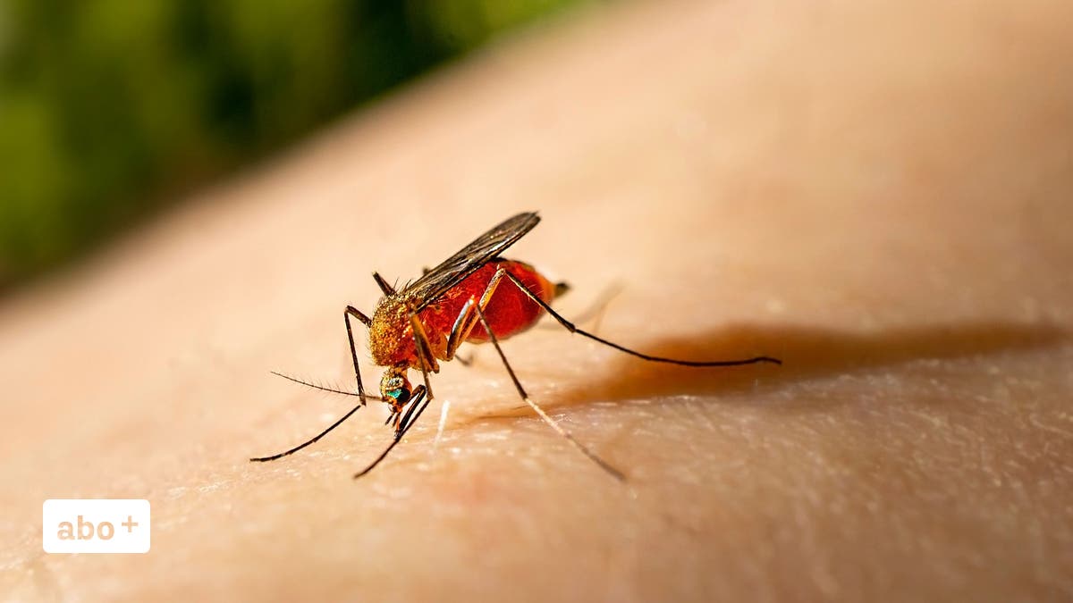 Insektenspray Haut & Körper - Insekten und Mücken bekämpfen