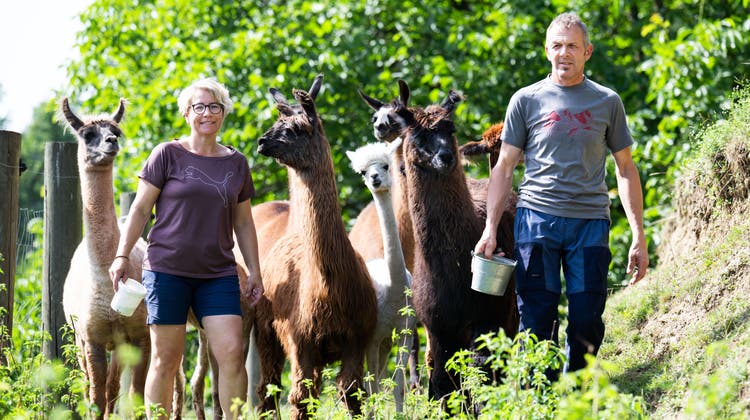 Karin und Markus Achermann mit ihren Lamas und Alpakas auf ihrem Hof. (Bild: Eveline Beerkircher (Ohmstal, 19. 7. 2023))