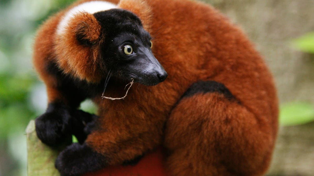Basel: Vari-Affe aus Zoo wieder eingefangen
