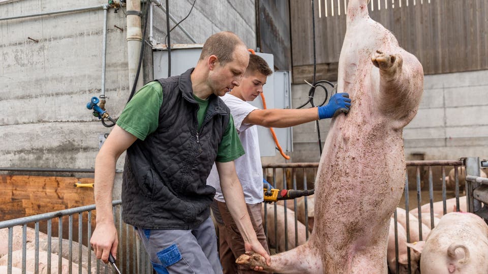 Darum tötet dieser Aargauer Landwirt seine Tiere mit gutem Gewissen