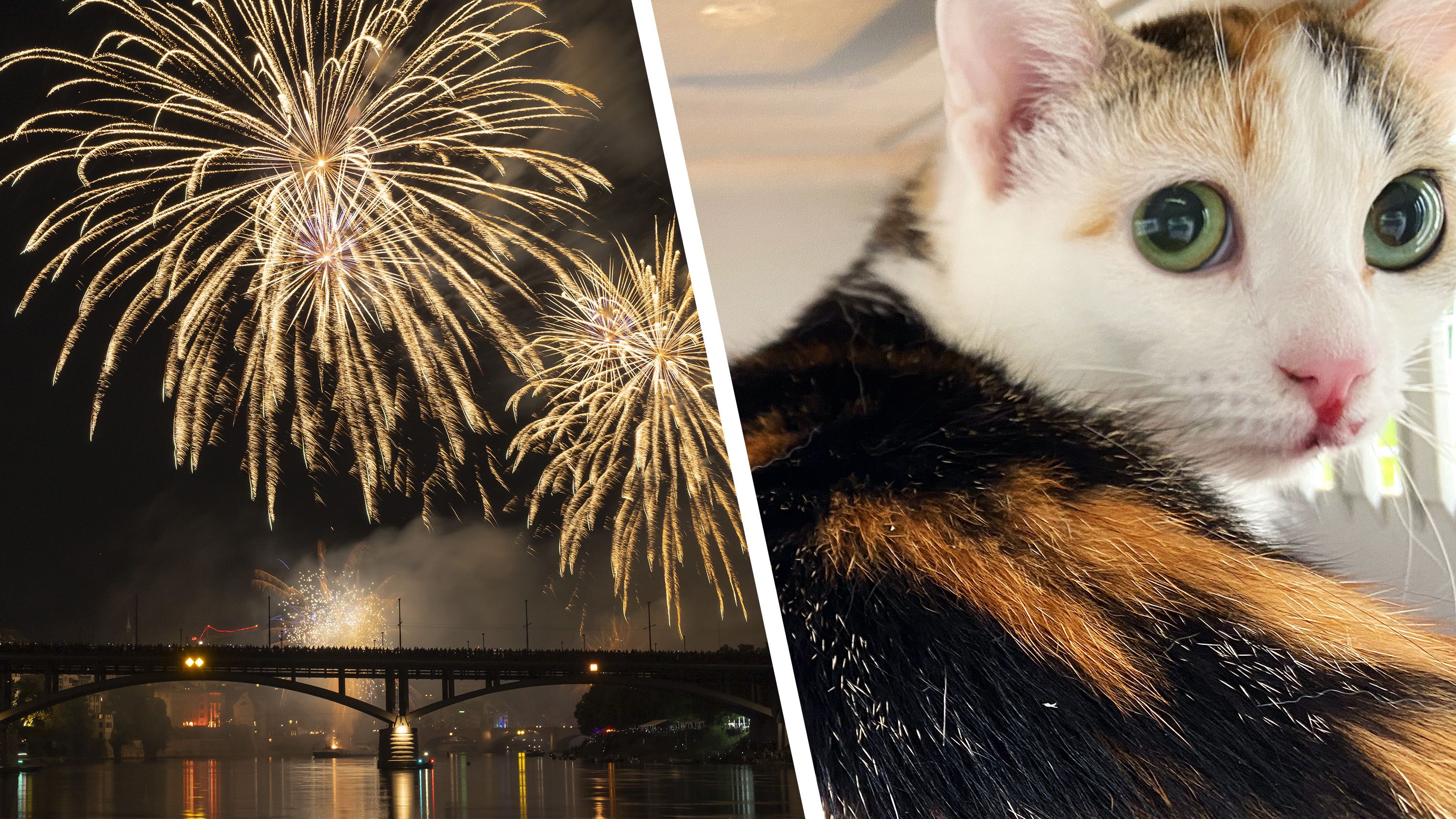 Tiere gegen Feuerwerk: Eine Zeichnung zum Thema Angst und Mut