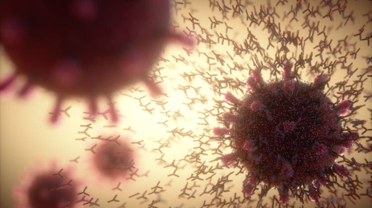 Eine Illustration von Antikörpern, die nach einer Infektion mit Sars-CoV-2 reagieren. Eris umgeht diese Antikörper wahrscheinlich und ist somit sehr ansteckend. (Bild: Ktsdesign/Science Photo Library / Science Photo Library RF)