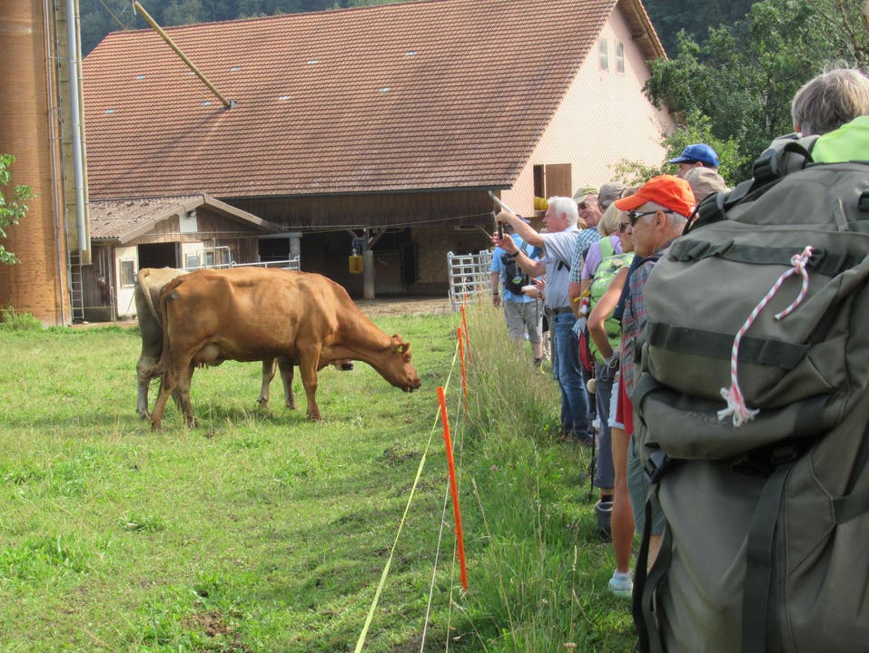 Begehrtes Fotosujet: Kühe an der Wegstrecke.