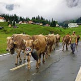 Die traditionelle «Bodäfahrt» führt 1000 Kühe zurück auf den Urnerboden. (Bild: zvg)