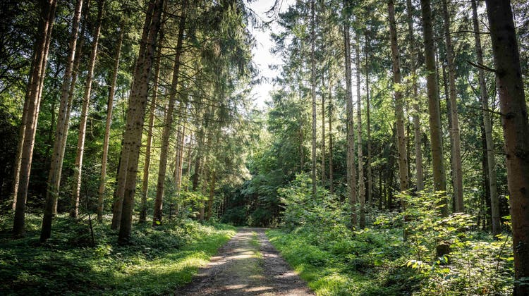 Der sexuelle Übergriff ereignete sich im Käferberg-Wald in Zürich. (Symbolbild: Andrea Tina Stalder)