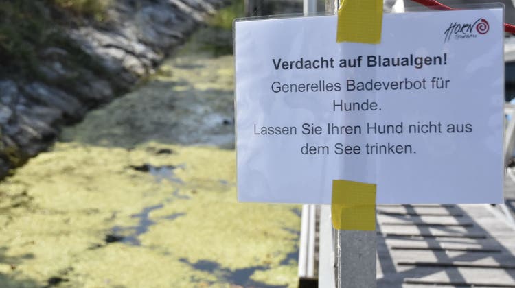 Die Gemeinde Horn warnt mit solchen Zetteln vor den Blaualgen. (Bild: Davide De Martis)