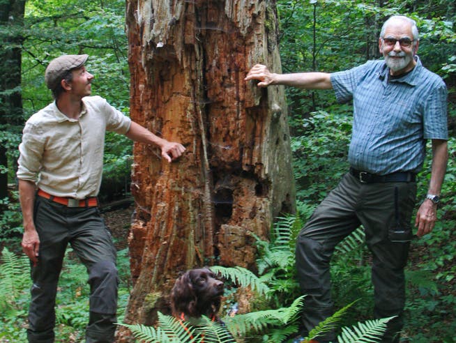 Der aktuelle Revierförster Moritz Fischer (links) und der Initiator des Naturwaldreservats Lägern, Philipp Vock, staunen selber immer wieder über die Artenvielfalt.