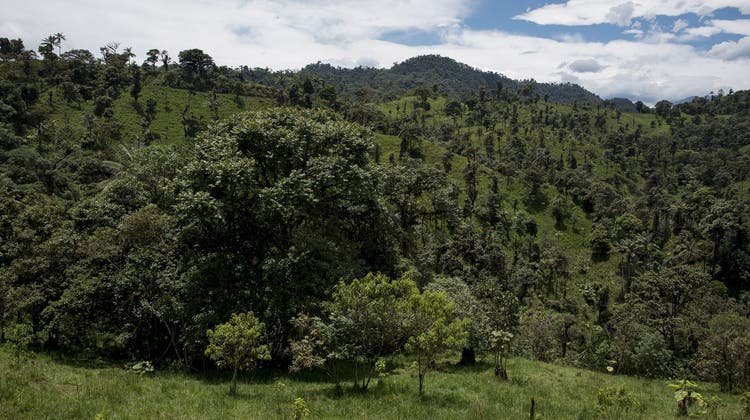 Werden Tropenwälder wie dieser Bergnebelwald in Ecuador kahl geschlagen und als Weideflächen genutzt, beschleunigt das den Klimawandel. Doch die Aufforstung geschieht nicht wie versprochen. (Bild: Roland Knauer)