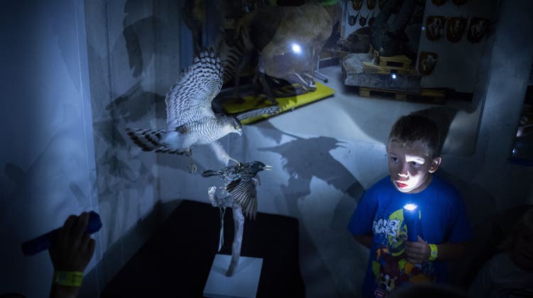 Mit der Taschenlampe die Sammlungsräume des Naturmuseums zu erforschen, ist Tradition an der Museumsnacht. (Bild: Benjamin Manser)