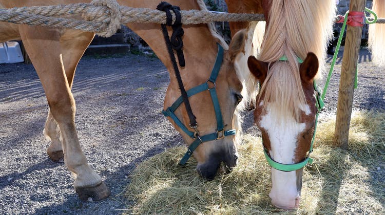 Diese Pferde freuen sich über genügend Futter – ganz anders sah das bei den Tieren einer Aargauerin aus, die beschlagnahmt werden mussten. (Symbolbild: Picasa)