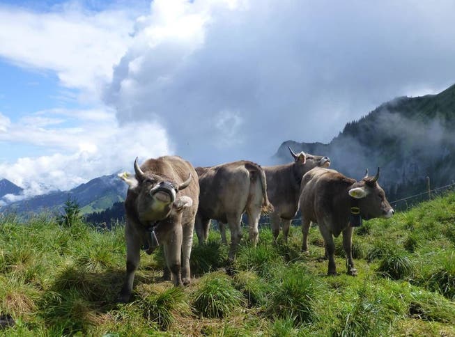 Die Nutztiere auf den Alpen sollen künftig noch besser vor Krankheiten geschützt werden.