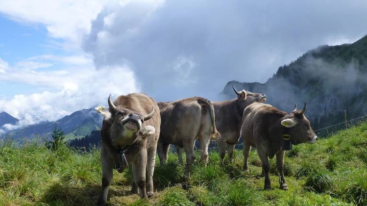 Die Nutztiere auf den Alpen sollen künftig noch besser vor Krankheiten geschützt werden. (Bild: Christof Hirtler (Alp Surenen, 15. 9. 2023))
