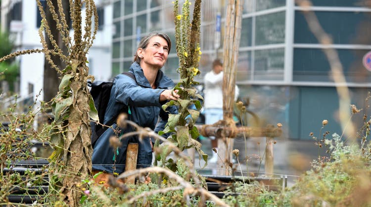 Umweltingenieurin Andrea Munz von Stadtgrün beobachtet Wildbienen hinter dem Neumarkt. (Bild: Donato Caspari)