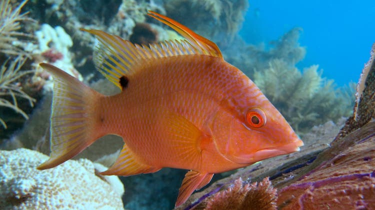 Ein Eber-Lippfisch kann sich sogar der Farbe eines Schiffes anpassen, um sich vor Fressfeinden zu schützen. (Bild: Getty)