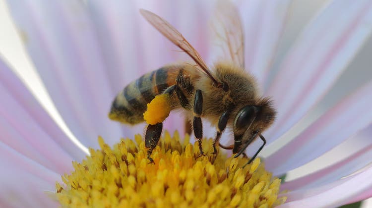 Die Biene sei der Polarbär unter den Insekten, sagt Bienenprofessor Peter Neumann. Den Bienen wollen wir helfen, weil sie niedlich sind. Erfolgreich darin sind wir noch nicht. (Bild: Getty)