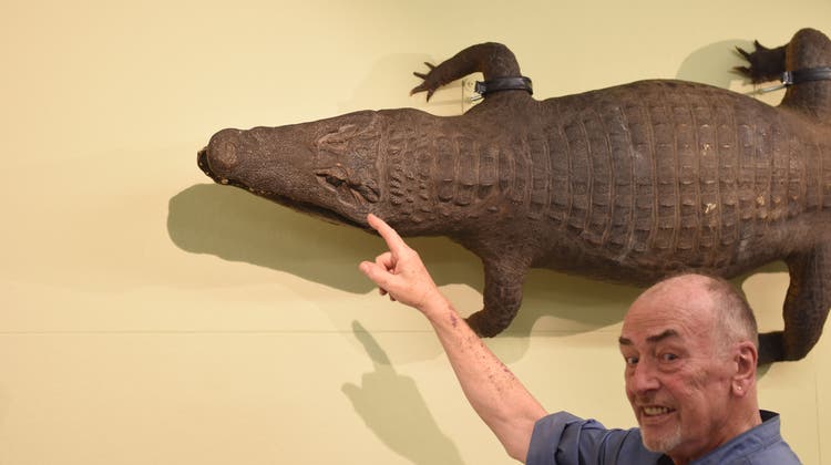Marcel Zünd zeigt das Krokodil von Heiden, das Herzstück der Sonderausstellung. (Bild: Sophia Lindenmann)