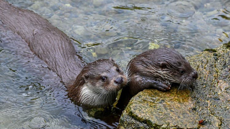 Zwei der jungen Fischotter in Tierpark Goldau. (Bild: Tierpark Goldau)
