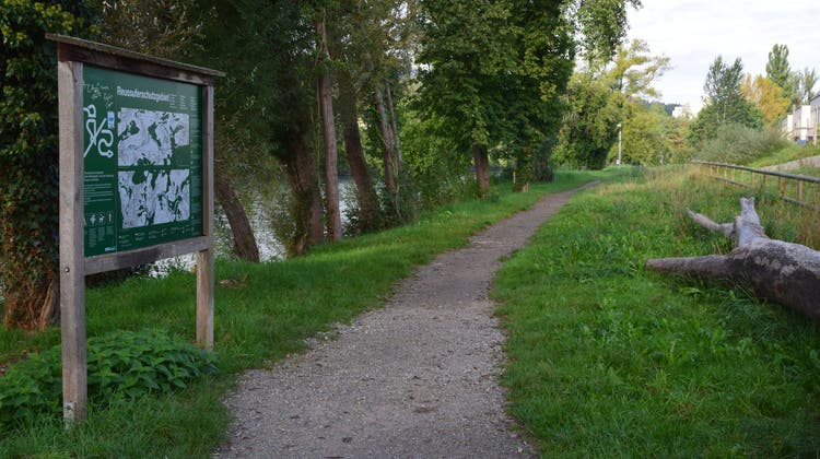 Dieser Teilbereich an der Reuss hinter der Siedlung «Am Ufer» in Bremgarten soll ökologisch aufgewertet werden. (Bild: Vianne Häfeli)
