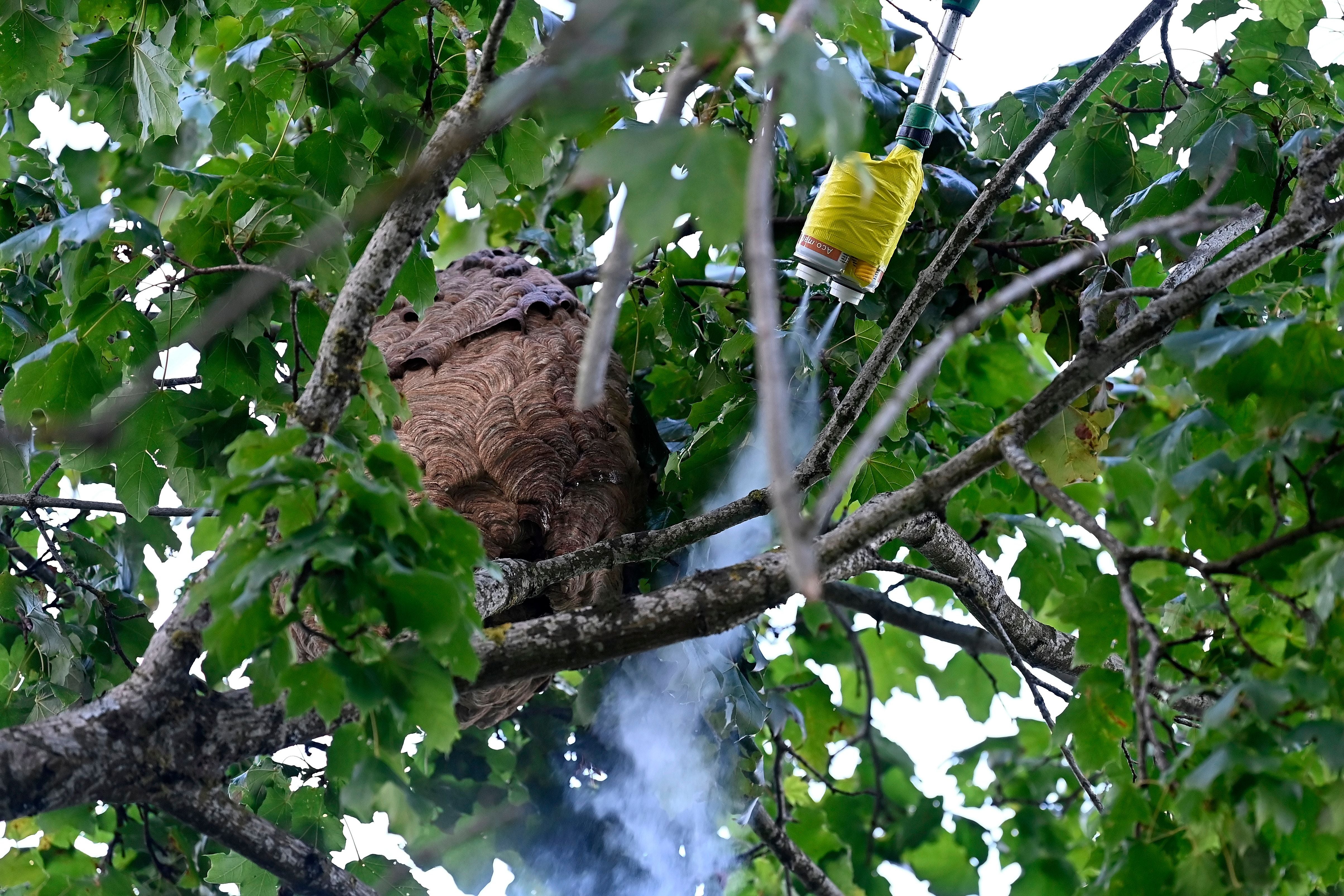 Im Aargau Wurde Ein Nest Der Asiatischen Hornisse Entfernt