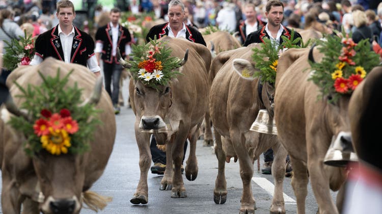 Farbenfroh geschmückte Kühe prägten die Alpabfahrt. (Bild: Eveline Beerkircher (Schüpfheim, 23. 9. 2023))