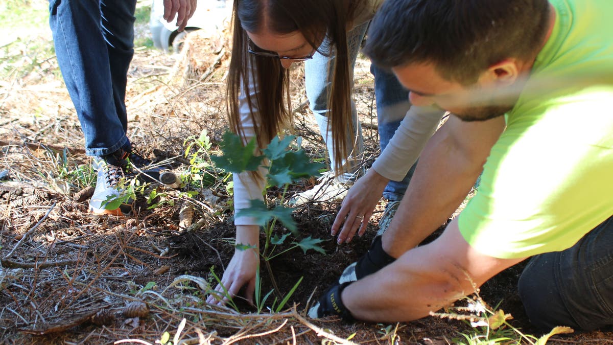 Joint Planting Campaign: 3,500 Trees for Obertoggenburg