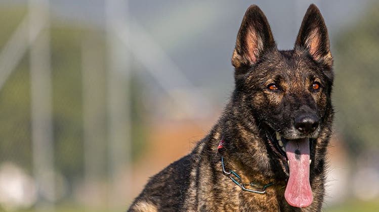 Polizeihund Quandos stellt mutmasslichen Dieb