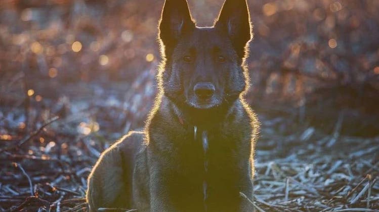 Hund Quma ist Verbrechern auf der Spur. (Bild: Kantonspolizei Solothurn)