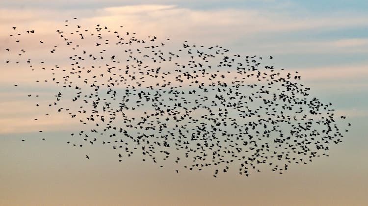 Eindrücklicher Schwarm: Wie viele andere Vogelarten auch machen sich Stare nun auf den Weg in den Süden. (Bild: Michael Gerber)