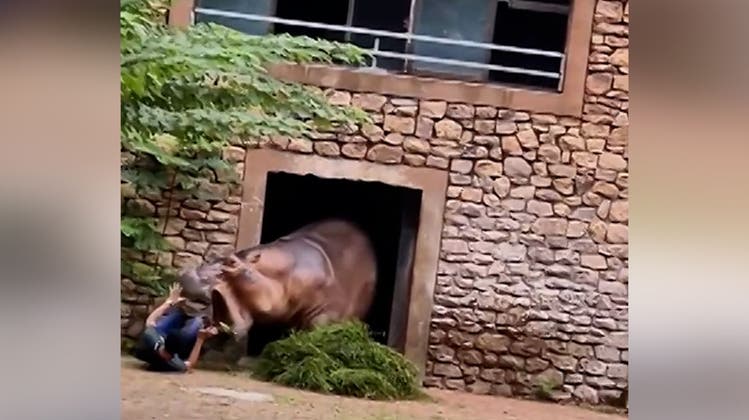 Brenzlige Situation: Tierpfleger gerät bei Nilpferd-Kampf zwischen die Fronten
