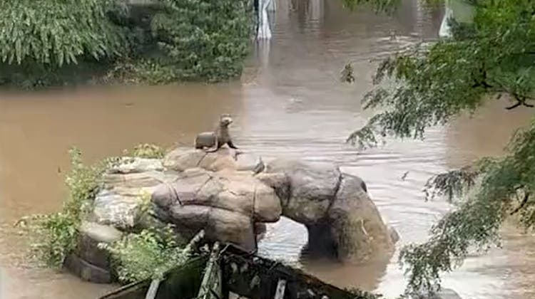 New York steht unter Wasser: Seelöwe kann im Central Park Zoo aus seinem Gehege schwimmen