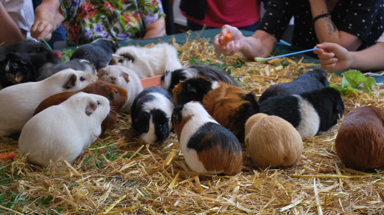 Die Haus Eigenamt AG bucht die Stiftung Begegnung mit Tieren zur Durchführung von tiergestützten Interventionen. (Bild: zvg)