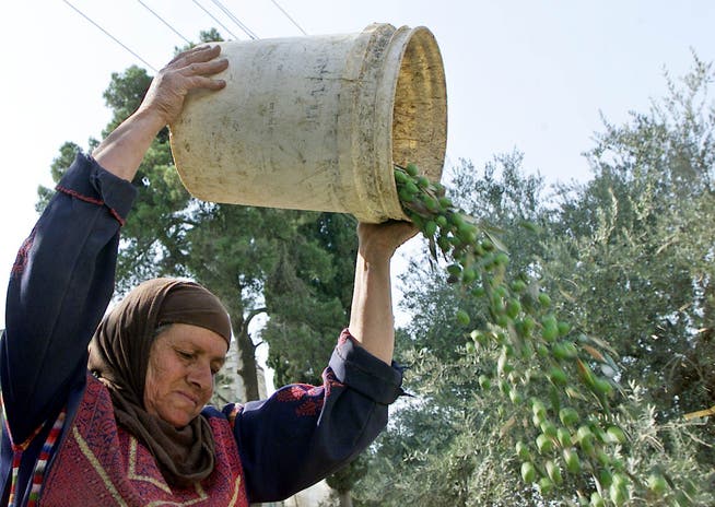Eine Palästinenserin erntet Oliven. Das Öl daraus soll «ranzig» sein, heisst es in einer Verfügung des Kantons Zürichs.