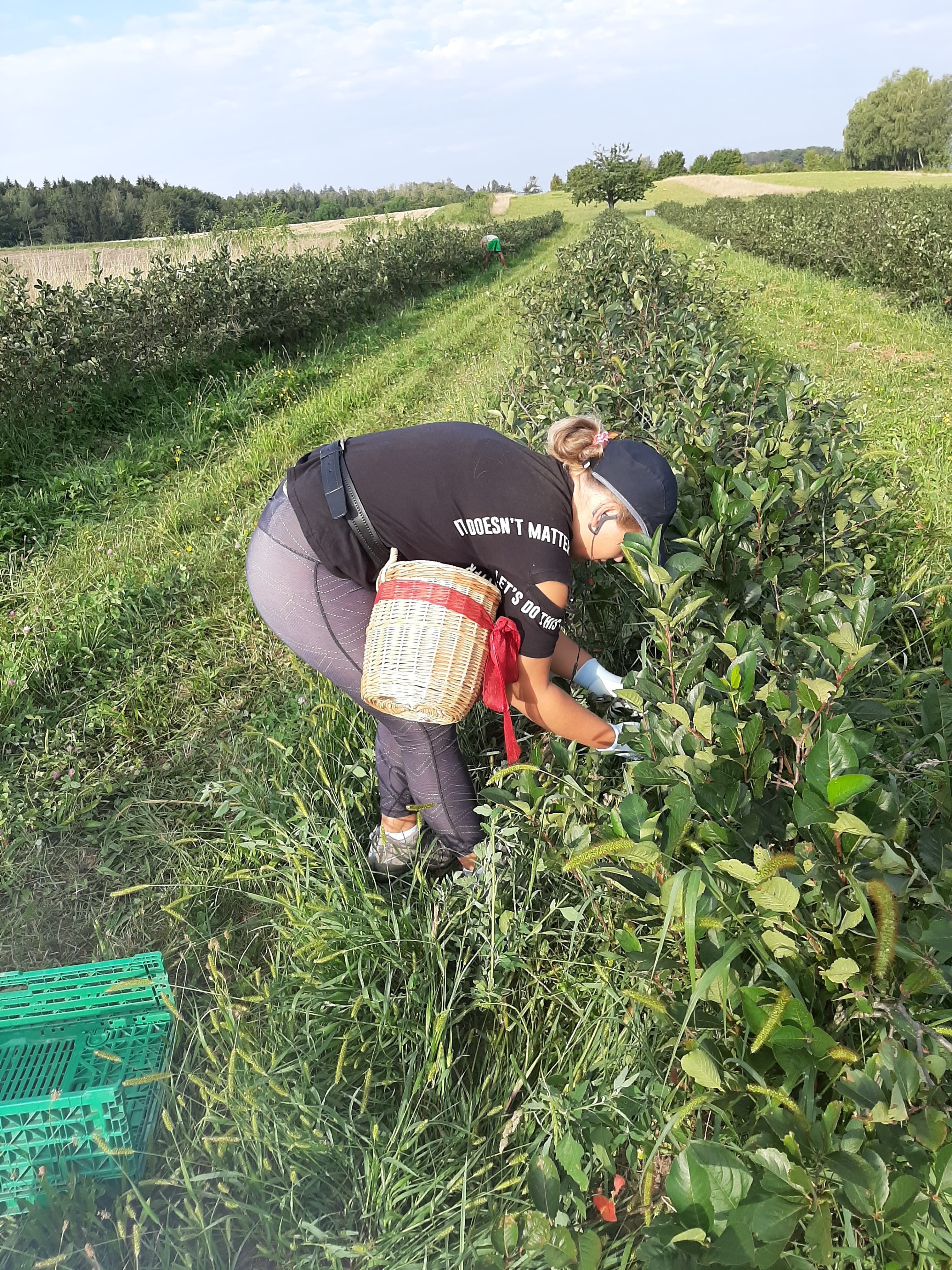 Rütihof in Lüsslingen-Nennigkofen: Im März werden die Arionabeeren ...