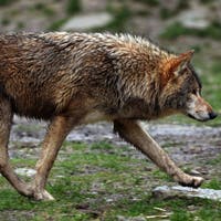 «Unterste Schublade»: St.Galler Spitzenbeamter geht auf mehrtägige Wolfsjagd in Russland – Empörung bei Politik und Naturschützern
