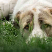 Verwurmt, verletzt und unterernährt: Landwirt aus Bad Ragaz ist erneut wegen Tierquälerei verurteilt, weil er seine Hunde vernachlässigte