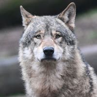 Wolfsjagd in Russland: Experte bezeichnet sie als sinnlos – Regierungsrat Tinner würde Reise nicht mehr bewilligen