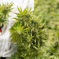 Eine Tonne Hanf pro Tag: Canexis AG aus Schlattingen erhält Swissmedic-Zulassung für medizinisches Cannabis – neben der Firma steht schon eine Plantage