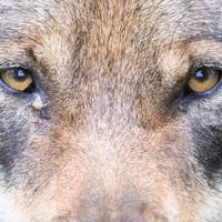 DNA-Analyse bestätigt Wolfsriss im Hinterthurgau – Bauernpräsidentin fordert Geld für Herdenschutz