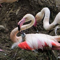 Walter-Zoo: Flamingos brüten – Faultiere wieder im Reptilienhaus +++ Fides-Schülerturnier: Anmeldefrist läuft bis Samstag +++ Rekord am Auffahrtslauf