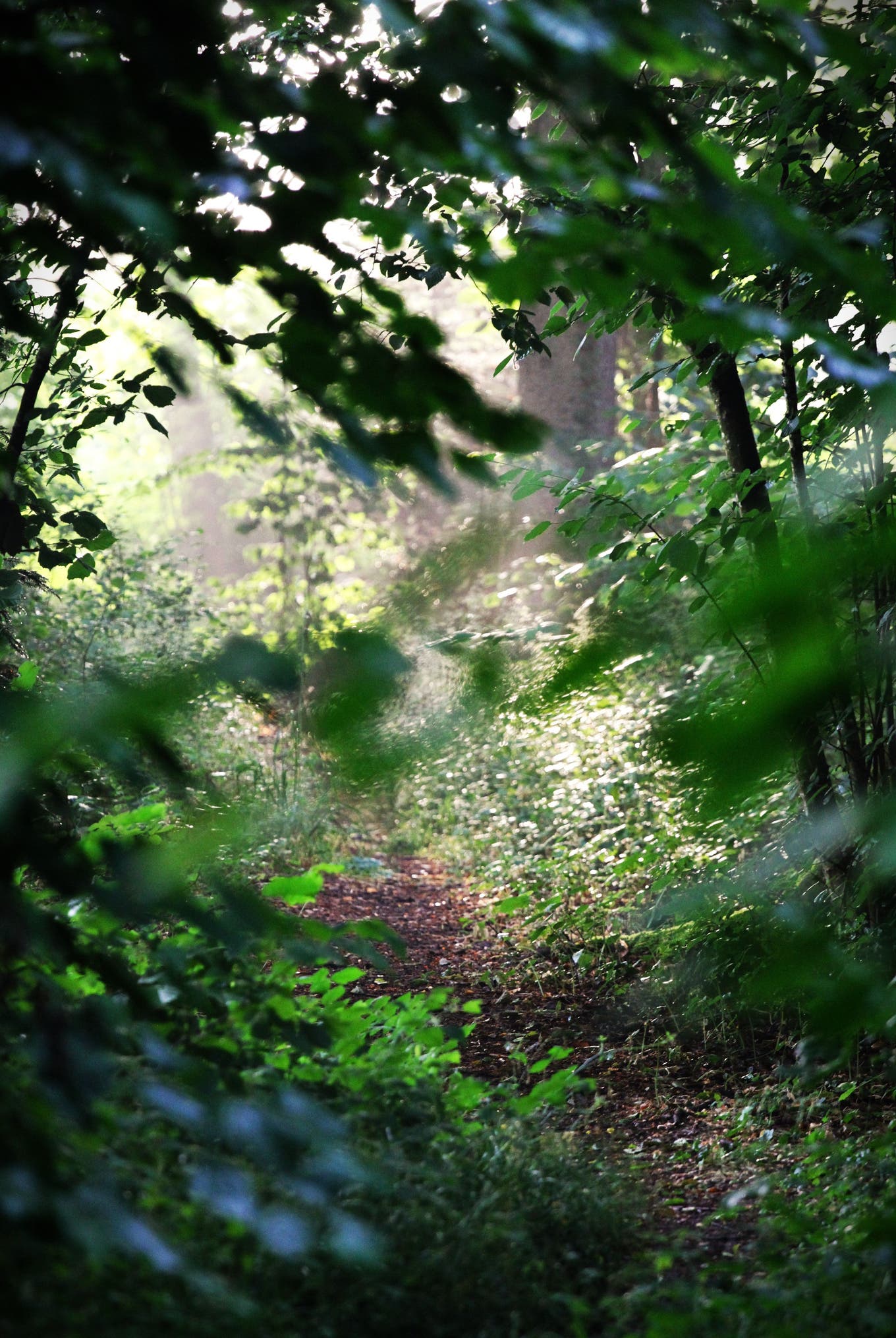 Der Rundweg nahe dem Ausflussweiher im Osten.