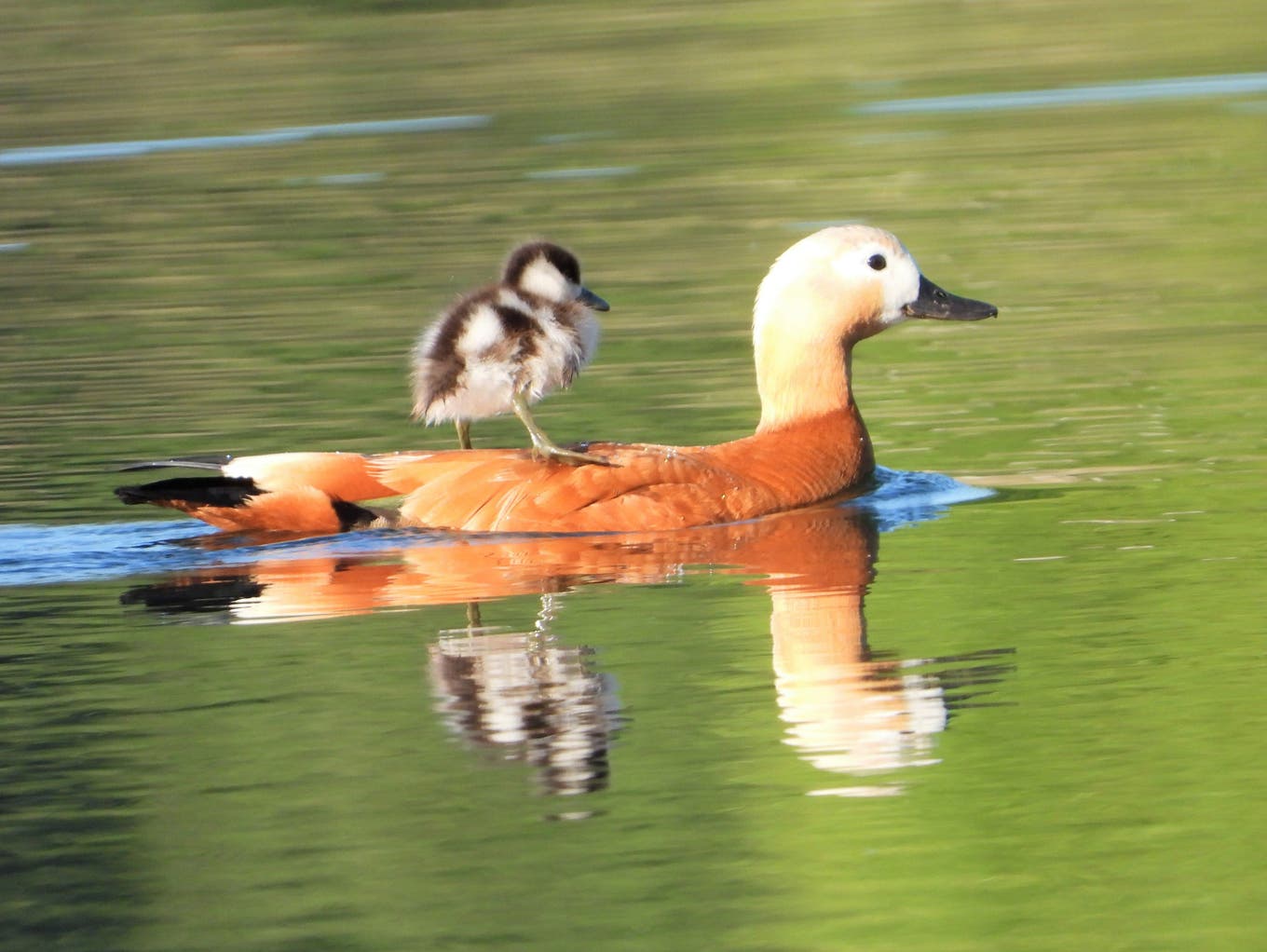 Vogeltaxi im Nussbaumersee im Mai 2020.
