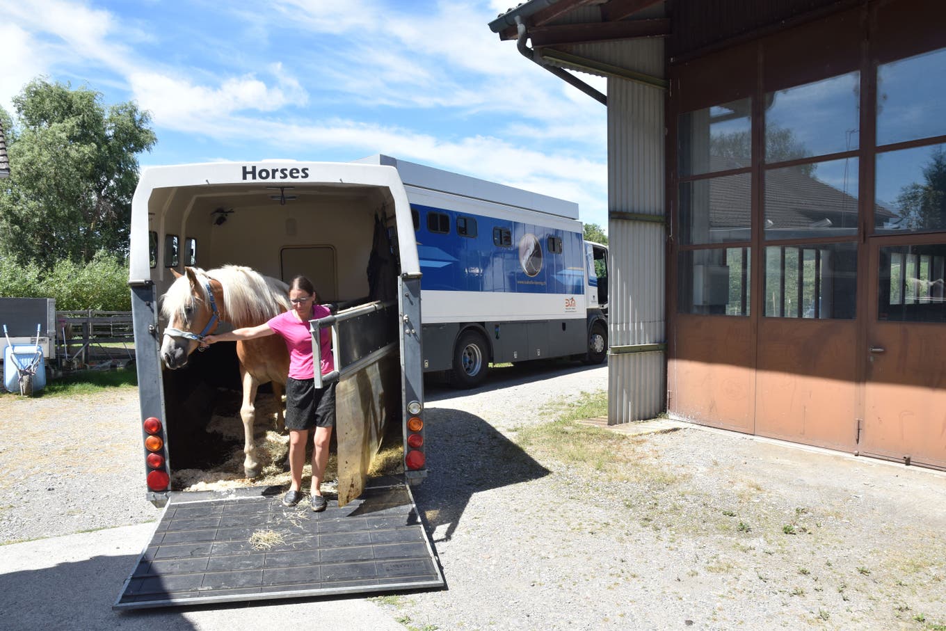 Isabelle König führt die Rösser erst aus dem Anhänger, dann aus dem Spezialwagen auf die Koppel.