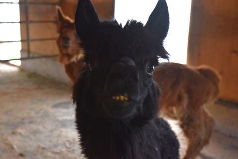 Das Alpaka ‹Rocky› empfängt seine neuen Nachbarn, die Rösser.