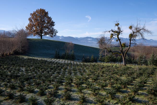 Blick auf die Christbaum-Plantage von Franziska Steiner-Kaufmann in Gommiswald.
