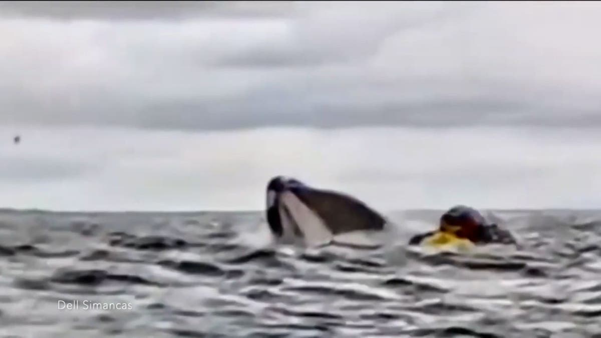 Humpback whale swallows kayaker in Chile
