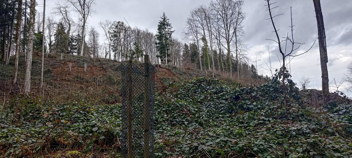 Nach einem Sturm schützt ein Zaun junge Pflanzen vor Wildverbiss.